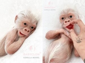 Babyclon GORILLA Model